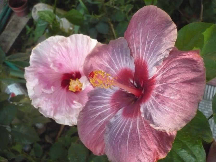 P1340815 - HIBISCUSI 2017-4