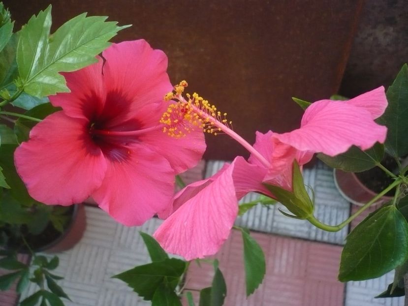 P1340816 - HIBISCUSI 2017-4