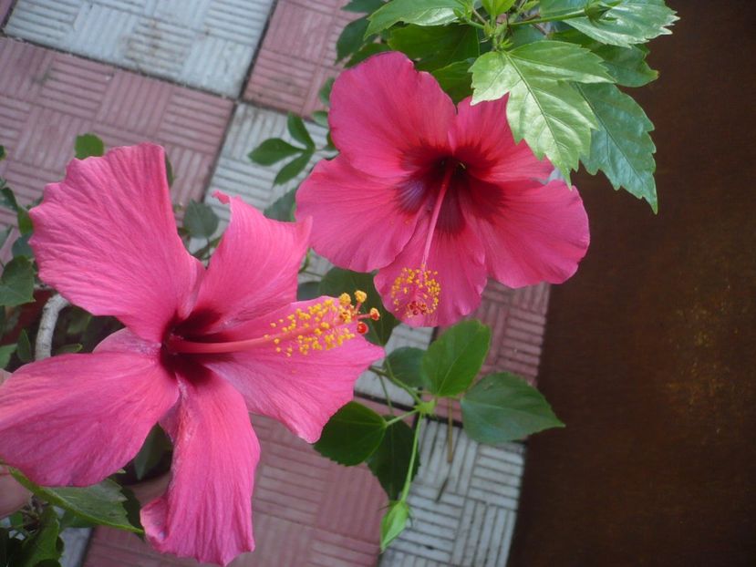 P1340818 - HIBISCUSI 2017-4