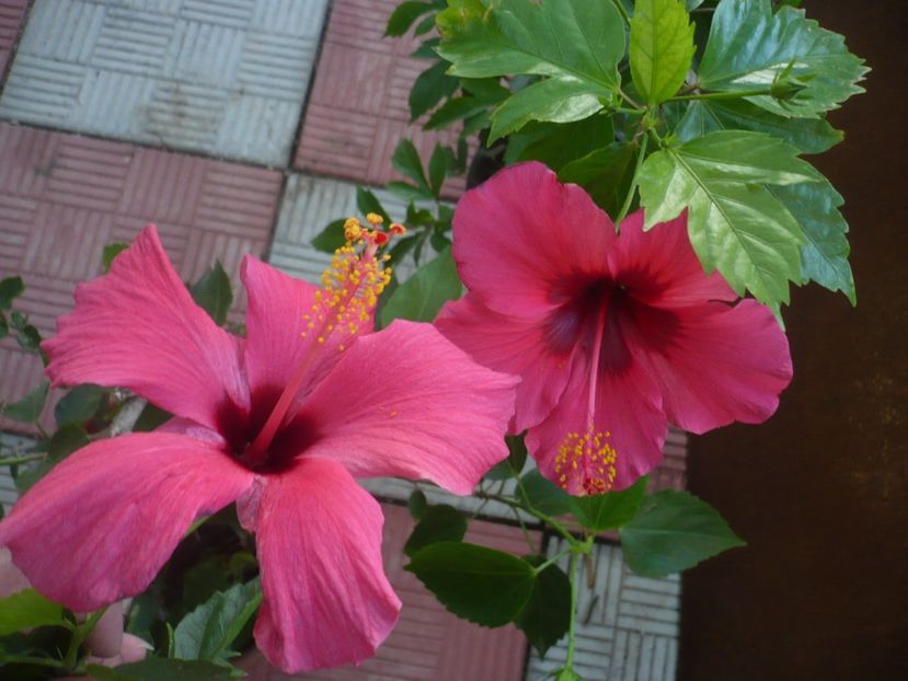 P1340819 - HIBISCUSI 2017-4