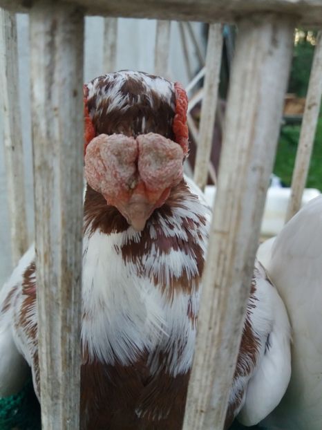 mascul 2016 - Berberi2017