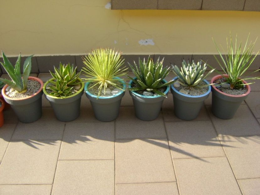 Agave mari afara la soare - Agave si Yucca 2017