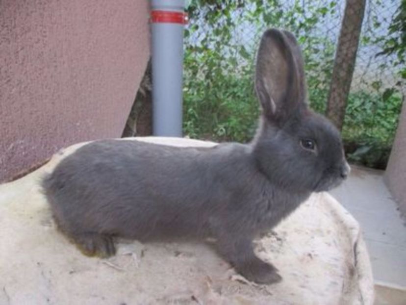 prod. proprie - X ARHIVA IEPURI CE AM AVUT