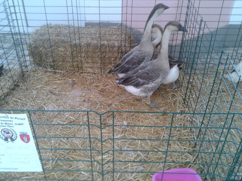 Fotografie0103 - 22---targ sannicolau mare 02 09 2017