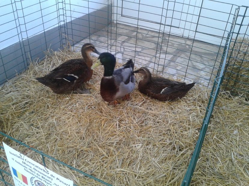 Fotografie0104 - 22---targ sannicolau mare 02 09 2017