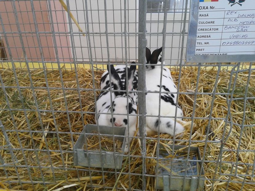 Fotografie0111 - 22---targ sannicolau mare 02 09 2017