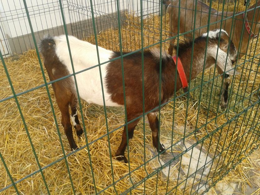 Fotografie0115 - 22---targ sannicolau mare 02 09 2017