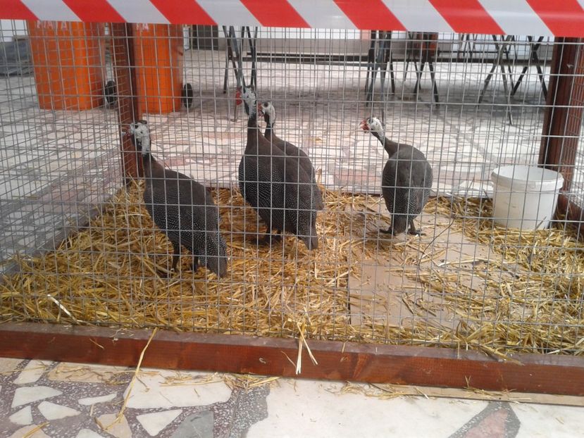 Fotografie0124 - 22---targ sannicolau mare 02 09 2017