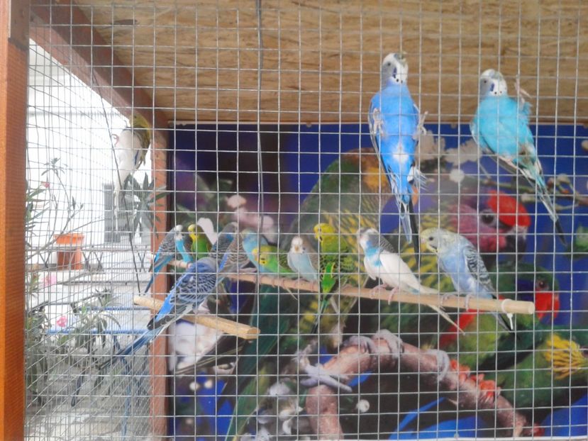 Fotografie0126 - 22---targ sannicolau mare 02 09 2017