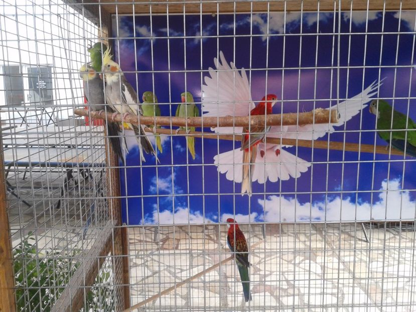 Fotografie0127 - 22---targ sannicolau mare 02 09 2017