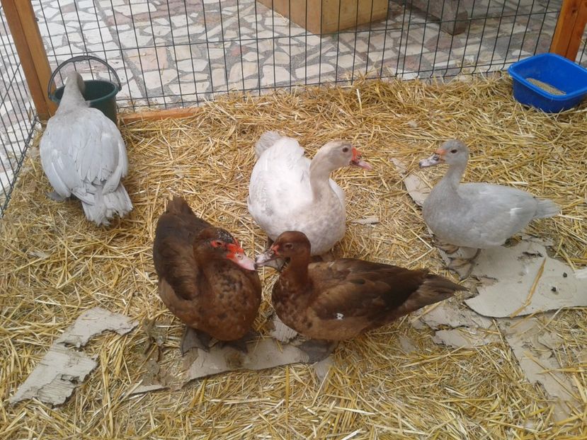 Fotografie0129 - 22---targ sannicolau mare 02 09 2017