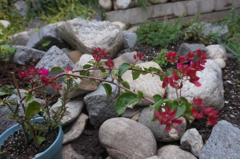 Multumesc, Maria! - 2017 Bougainvillea