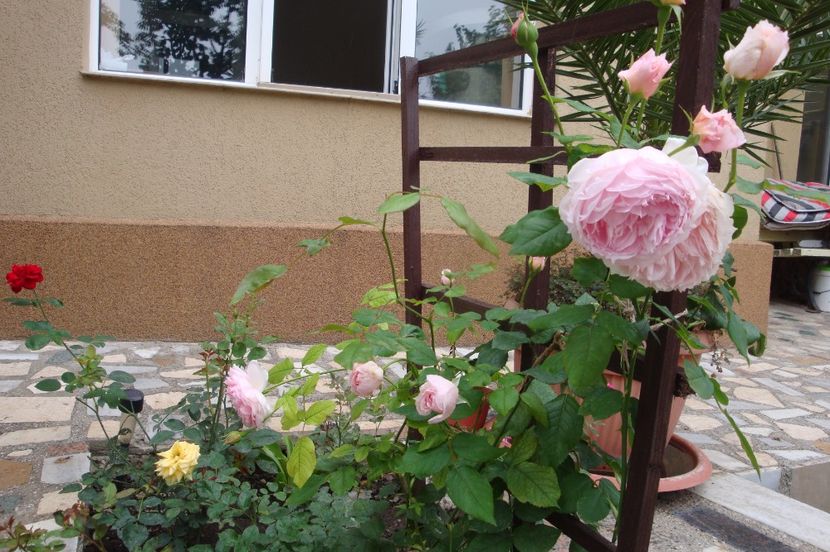  - The Wedgewood Rose