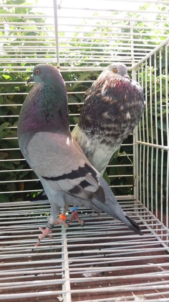 Horseman - Gusati spanioli