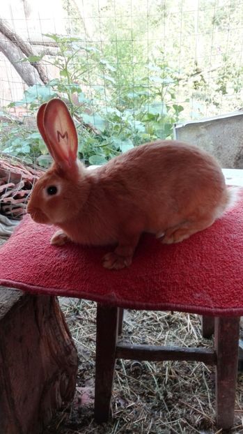  - De vanzare burgunder rosu