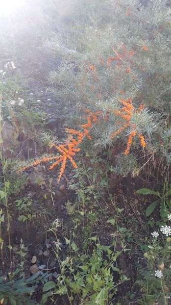 Cătină - Muntele de Sare - 3---De prin lume adunate