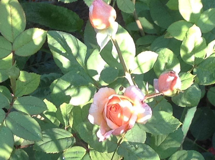 Înflorire 7 sept , si trebuie sa îl mut , da lăstari de alpinist ! - Charles Austin Ausfather