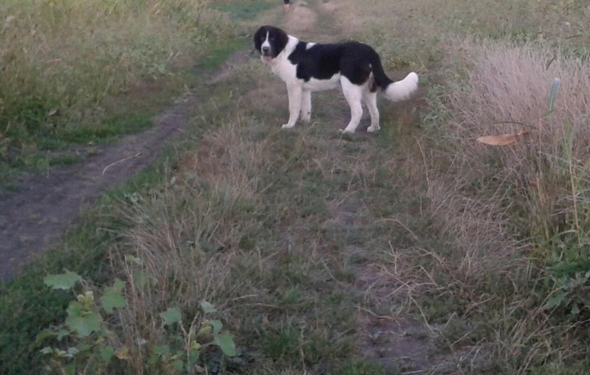 7 luni - 13-C R B Negruta