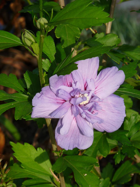  - 2017 - 03 - Toamna