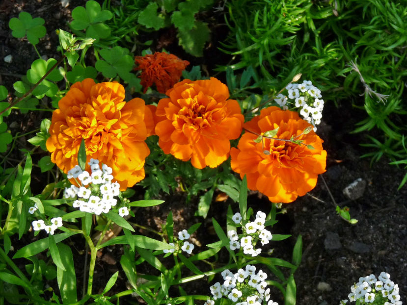  - 2017 - 03 - Toamna