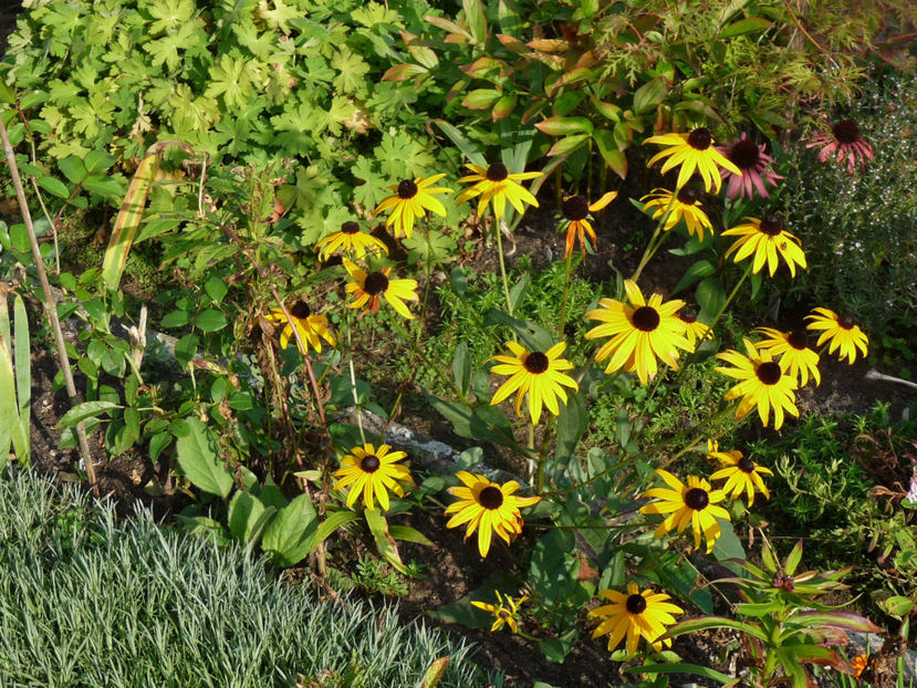 P2250306 - 2017 - 03 - Toamna