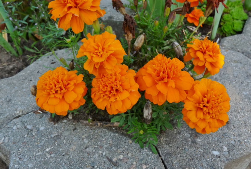  - 2017 - 03 - Toamna