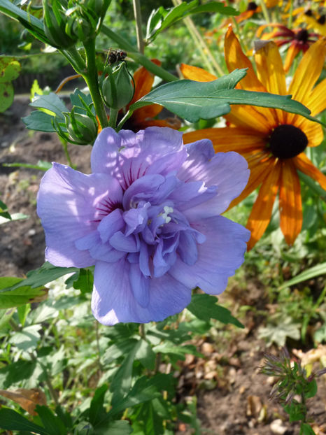  - 2017 - 03 - Toamna