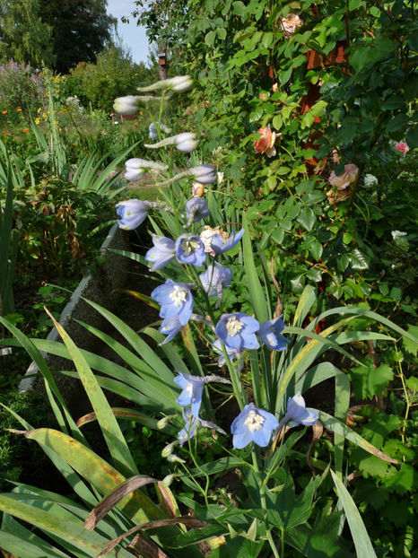  - 2017 - 03 - Toamna