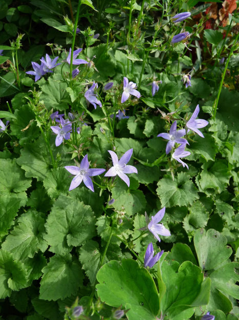  - 2017 - 03 - Toamna