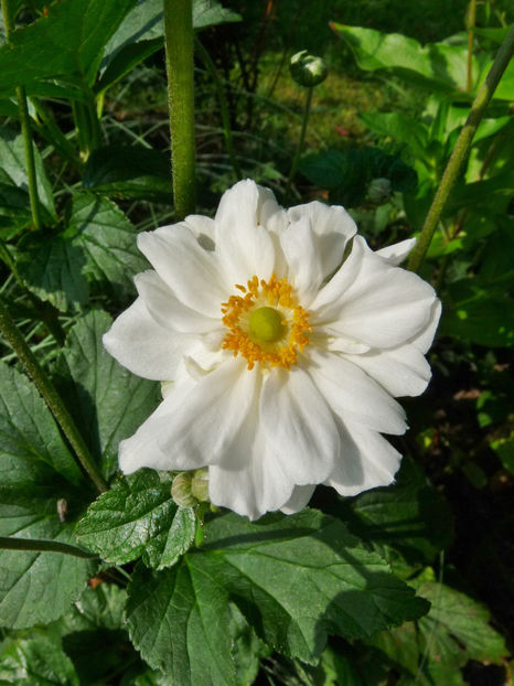  - 2017 - 03 - Toamna