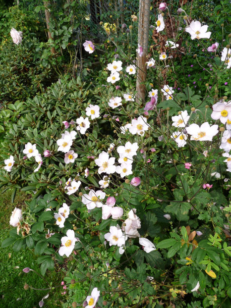  - 2017 - 03 - Toamna