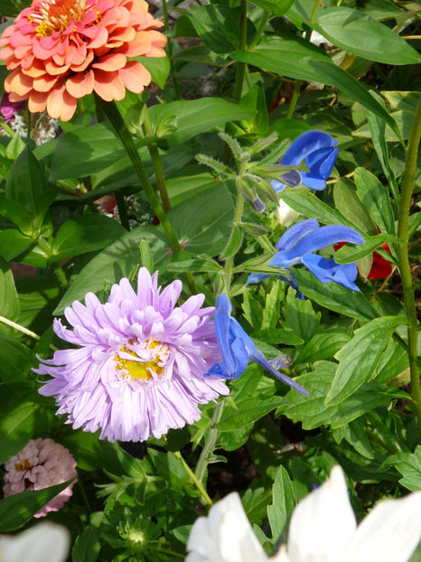  - 2017 - 03 - Toamna