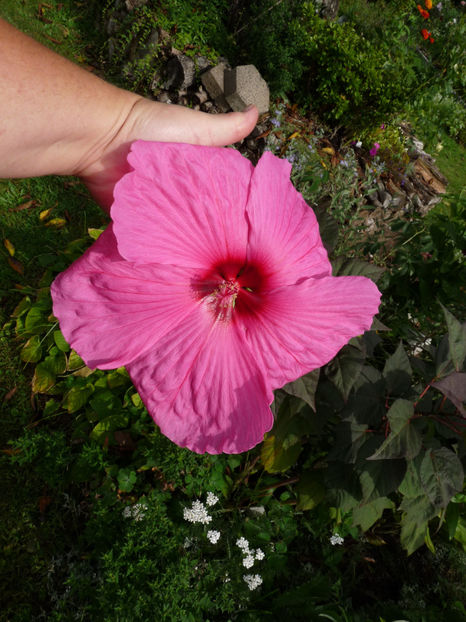  - 2017 - 03 - Toamna