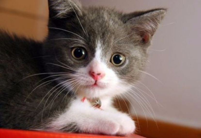 LarisaAlexandraVoicu - E-Alege pisica