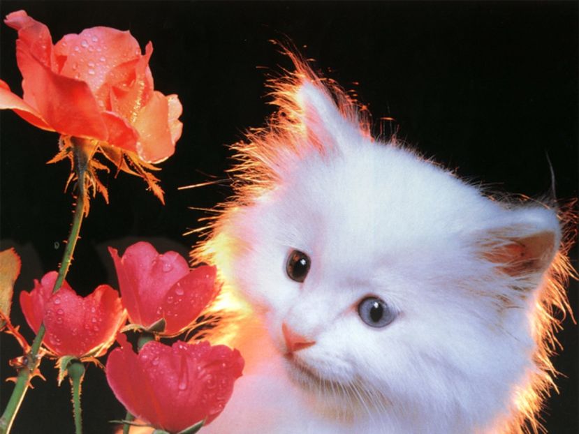 roxanaghost - E-Alege pisica