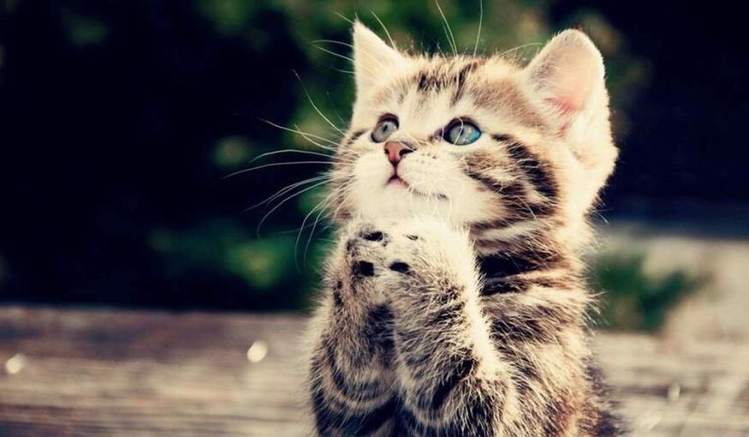 xxPetaledeTrandafirxx - E-Alege pisica