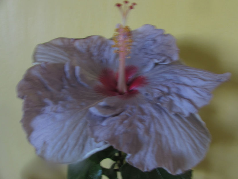 Petra - Hibiscus 2017