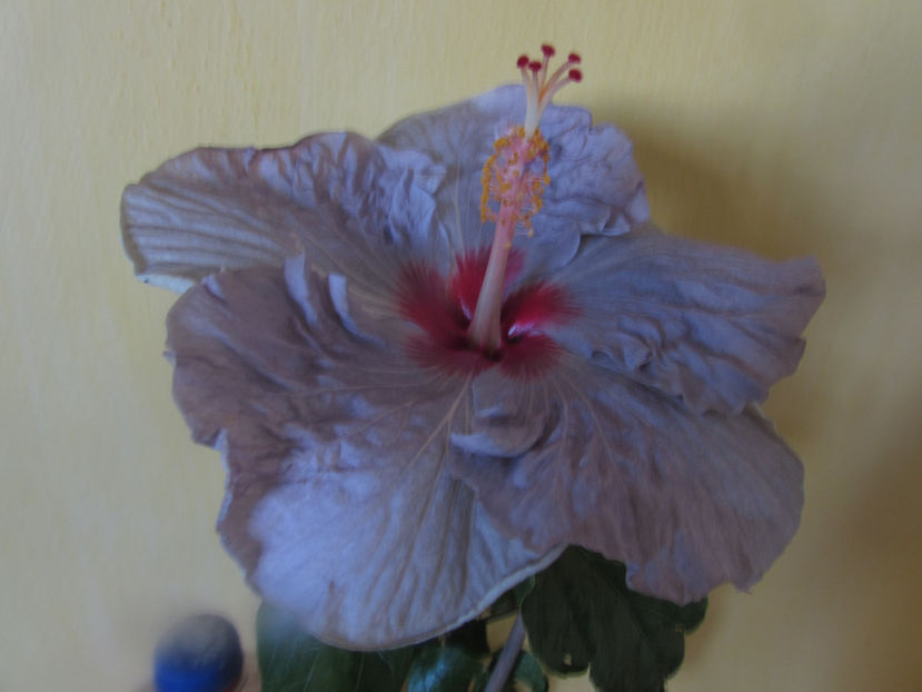  - Hibiscus 2017