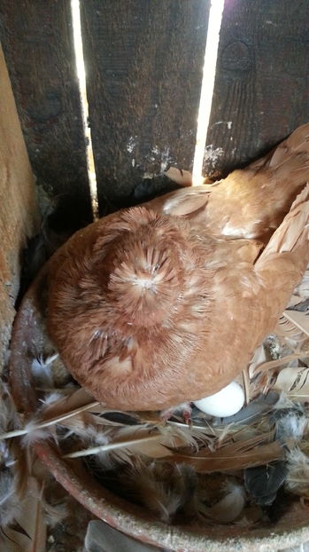 acelasi - JUCATORI BIMOTATI DE ARDEAL