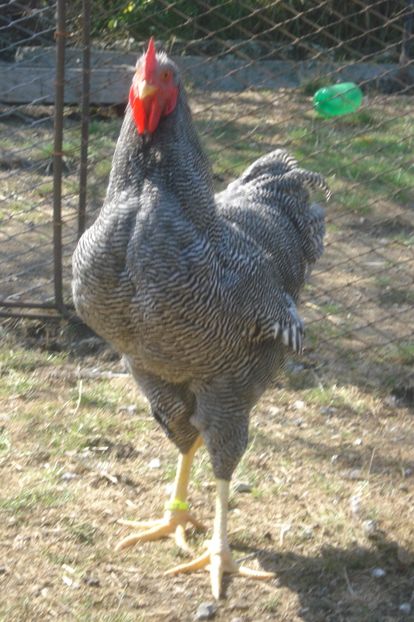  - PUI - TINERET 2017 - SERIA 1