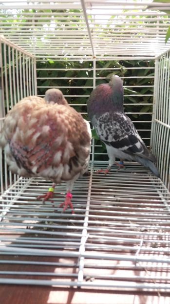 Horseman × Gaditano - Gusati spanioli