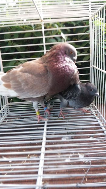 Palomo ladron - Gusati spanioli