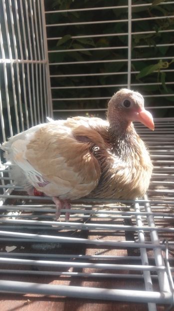 50% Horseman 50% Jiennense - Gusati spanioli