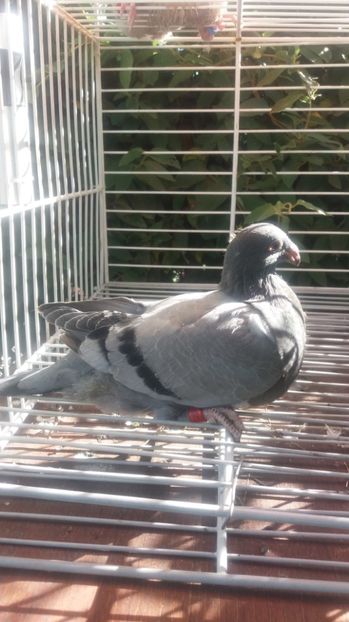 Jiennense - Gusati spanioli