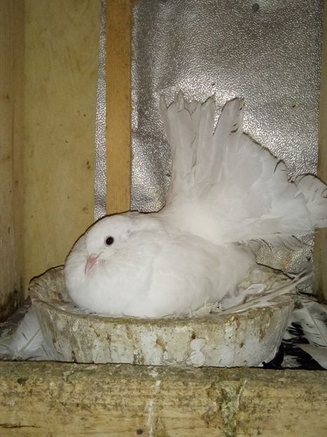  - 3 - PORUMBEI Voltati