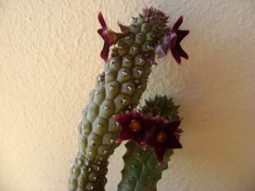 Echidnopsis repens - Stapeliade 2017