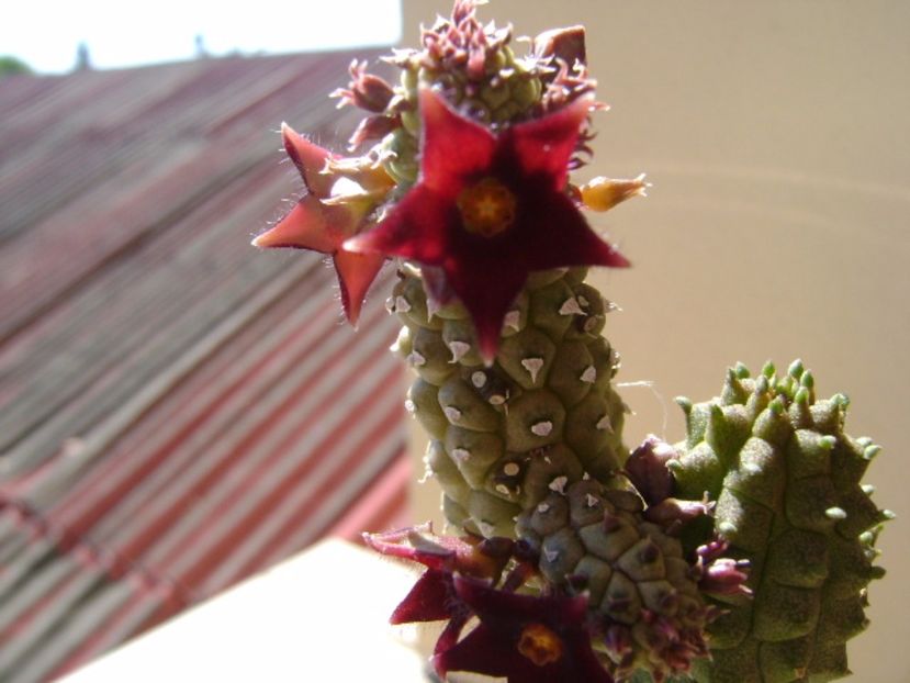 Echidnopsis repens - Stapeliade 2017