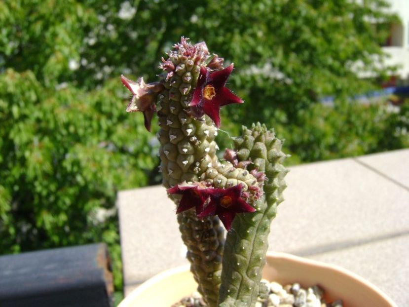 Echidnopsis repens - Stapeliade 2017