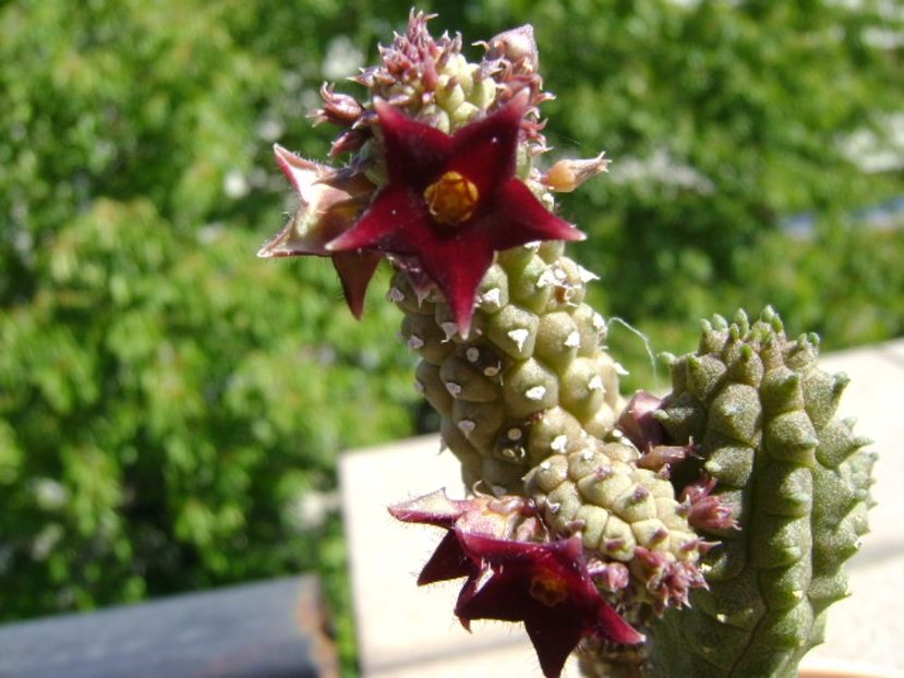 Echidnopsis repens - Stapeliade 2017