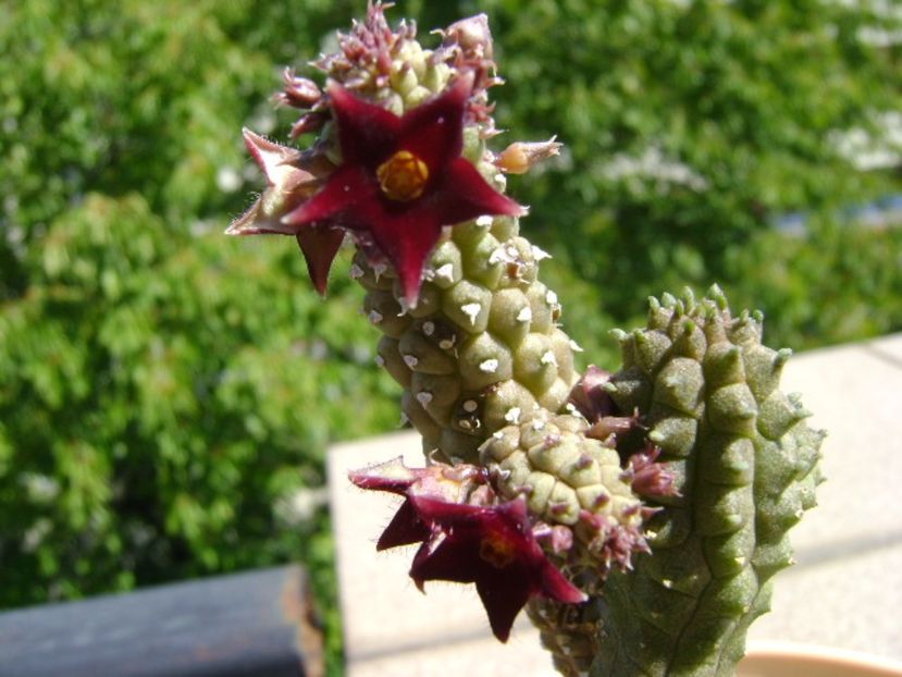 Echidnopsis repens - Stapeliade 2017